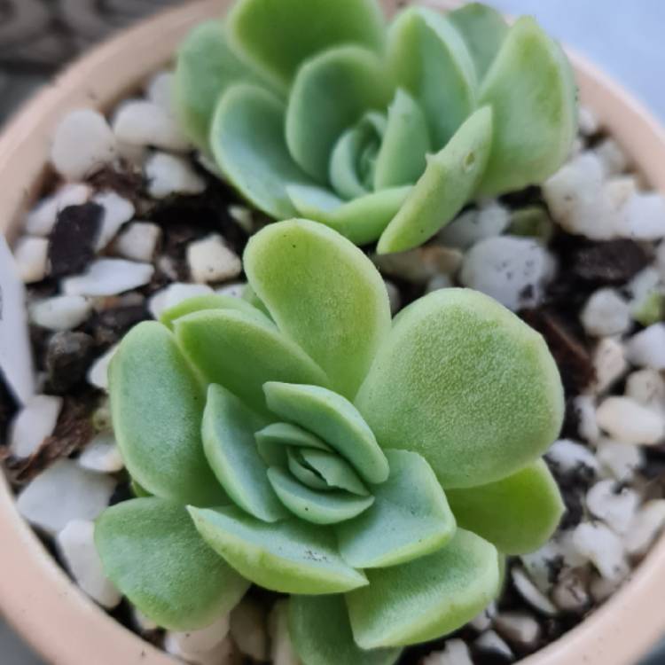 Plant image Echeveria Raspberry Ice