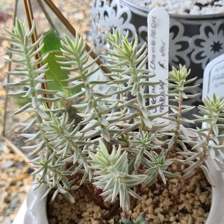 Plant image Sedum reflexum var. chameleon