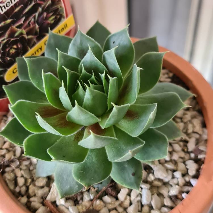 Plant image Sempervivum Cranberry Cocktail