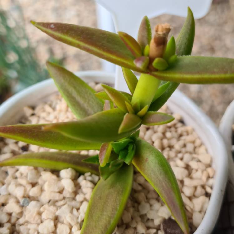 plant image 1472282