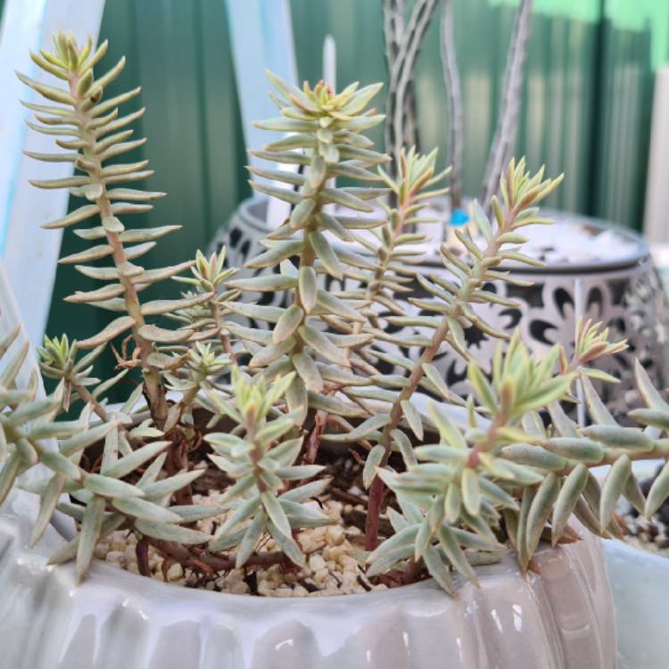 plant image 1486201