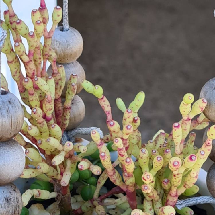 Plant image Rhipsalis burchelli