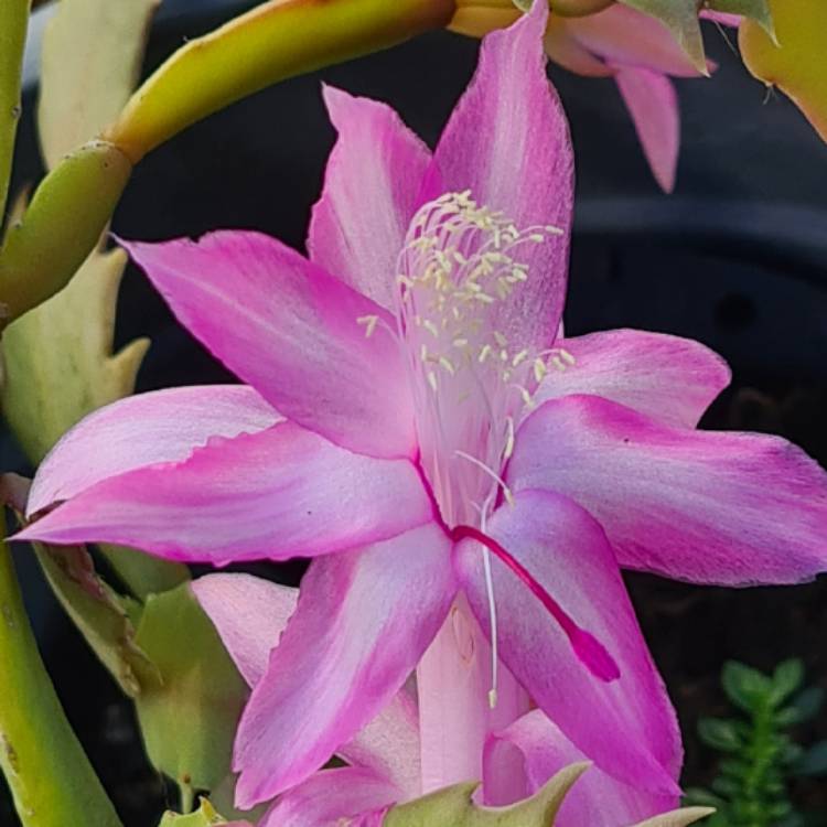 Plant image Schlumbergera Fantasy