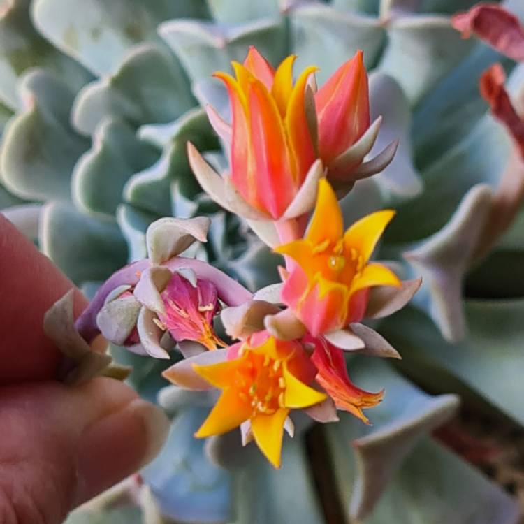 plant image 1523999