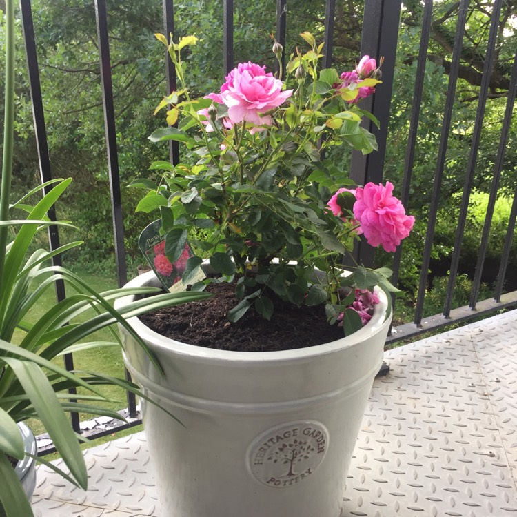 Plant image Rosa 'Auslounge' syn. Rosa 'England's Rose'
