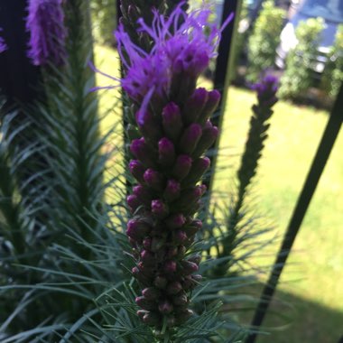 Cath's garden