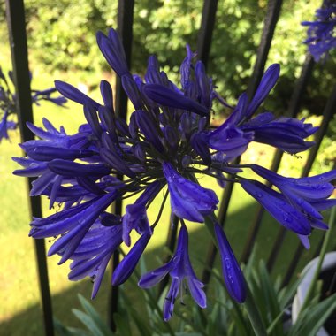 African Lily