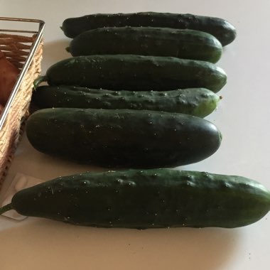 Cucumber