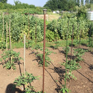Cath's garden