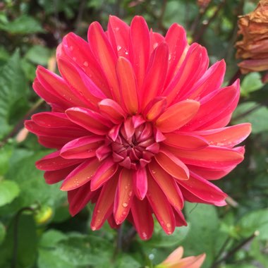 Cath's garden