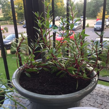 Cath's garden
