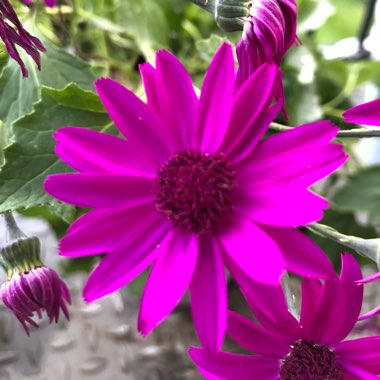 Cath's garden