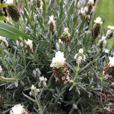 Shrubby Veronica 'White Heather'