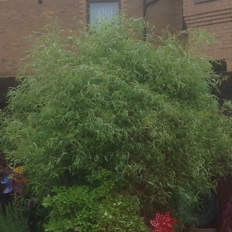 Golden Box Elder