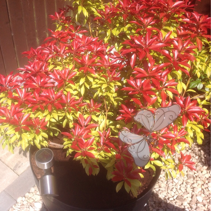 Pieris
