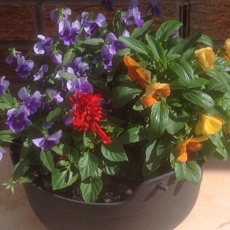 Horned Pansy 'Rebecca'