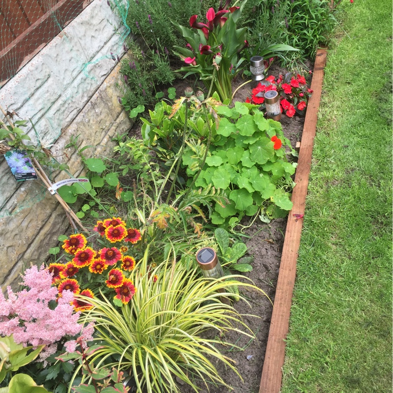 Cath's garden
