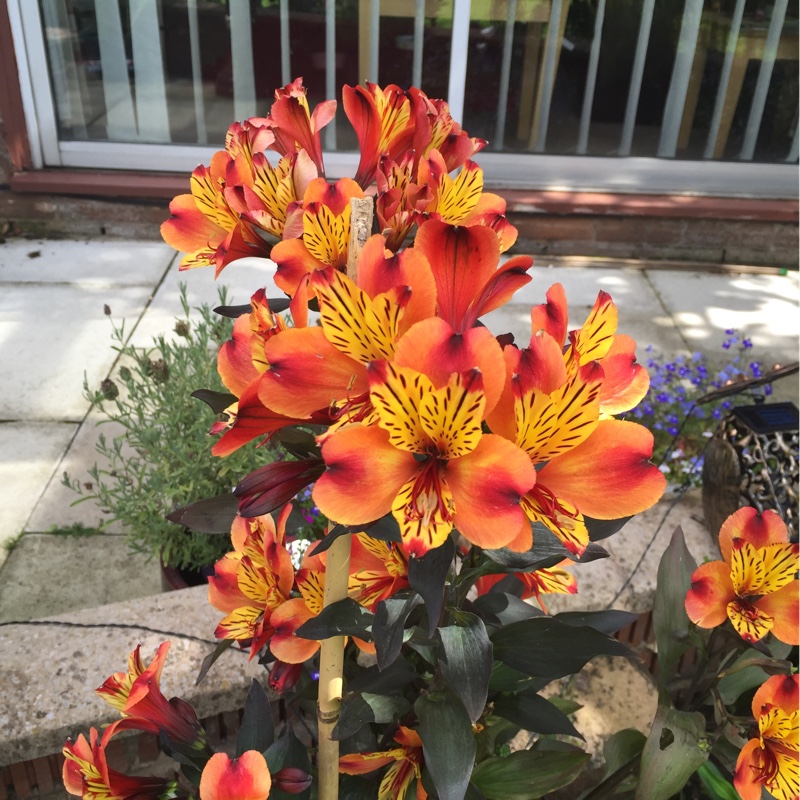 Plant image Alstroemeria aurea 'Orange King' syn. Alstroemeria aurantiaca 'Orange King'