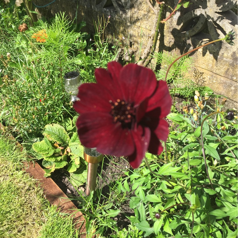 Chocolate Cosmos
