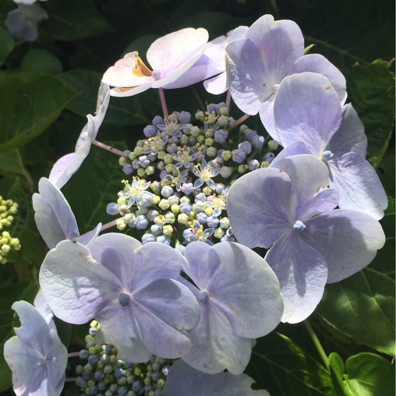 Hydrangea