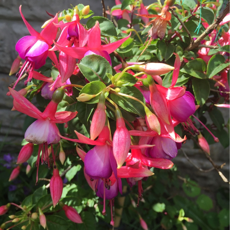 Cath's garden