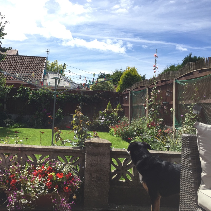 Cath's garden