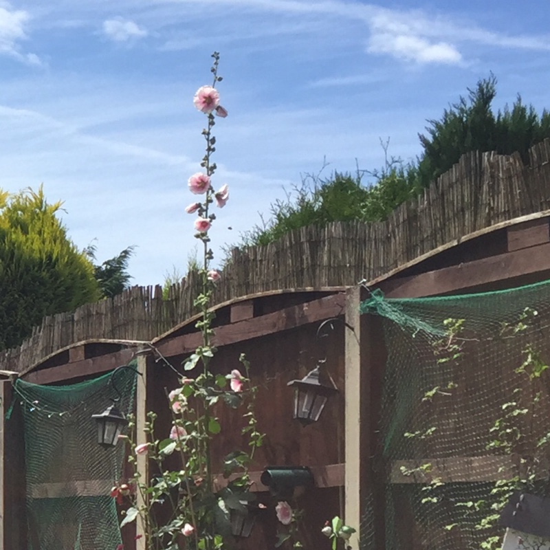 Cath's garden