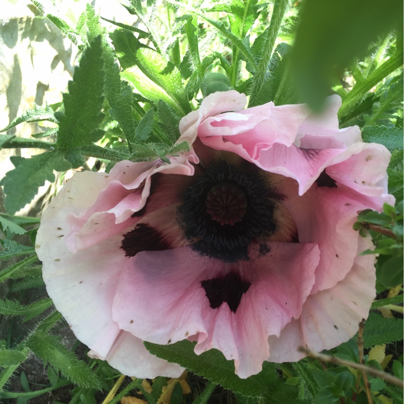 Plant image Papaver orientale 'Coral Reef'