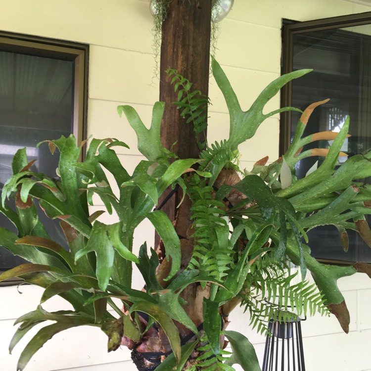 plant image 566754