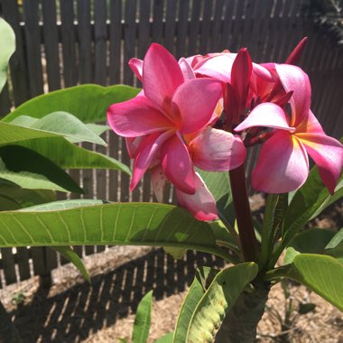 Plumeria