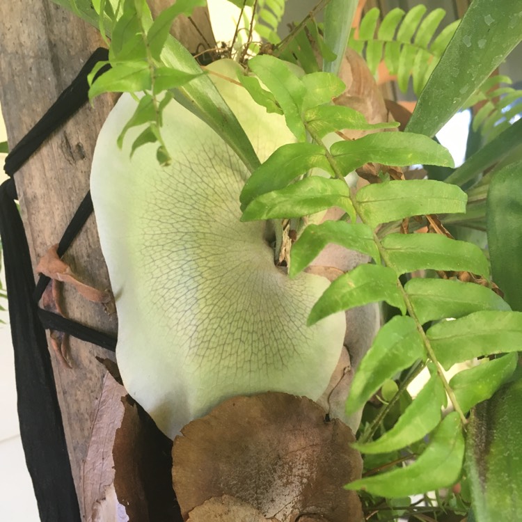 plant image 592562