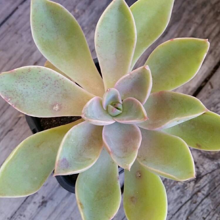 Plant image xGraptoveria Dusty