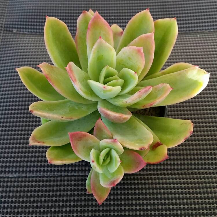 Plant image Echeveria Ravalis