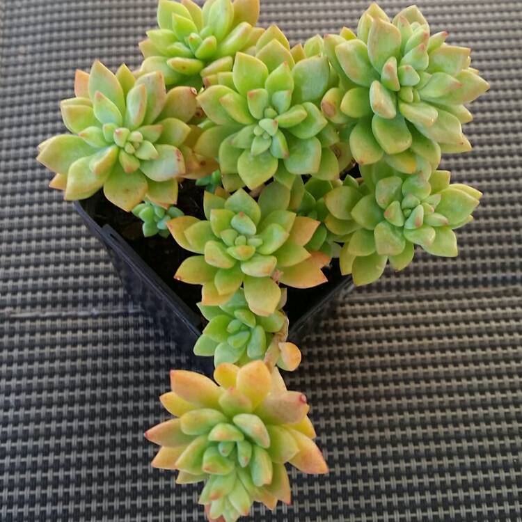 Plant image x Graptosedum Joan Steele