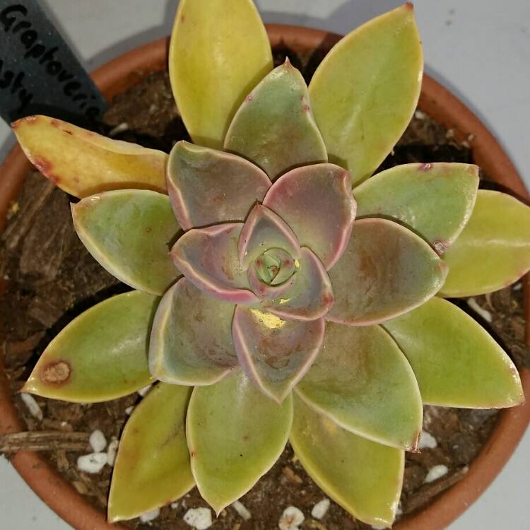 plant image 826023