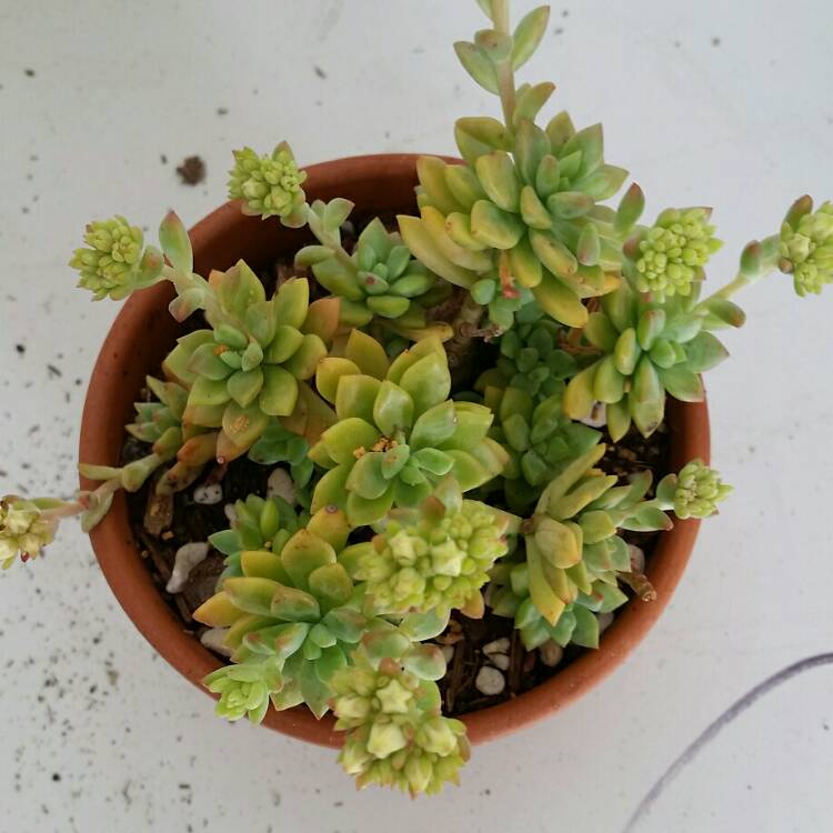 plant image 826028