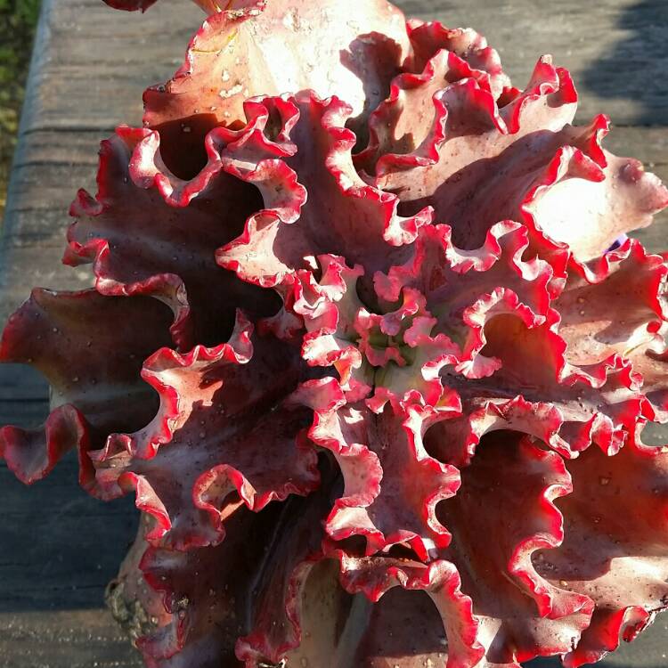 plant image 842061