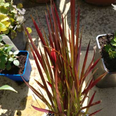 Japanese Blood Grass 'Rubra'
