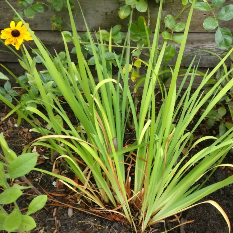 Plant image Iris sibirica 'Tropic Night'