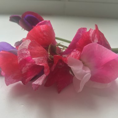 Sweet Pea