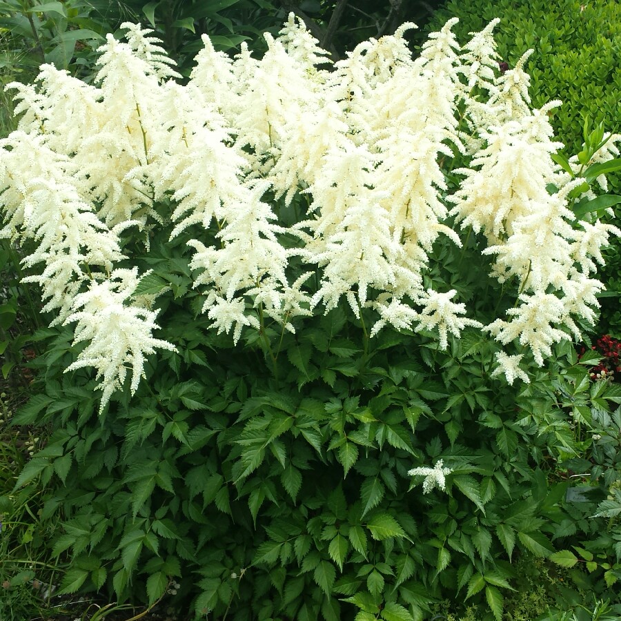 Plant image Astilbe x japonica 'Deutschland'