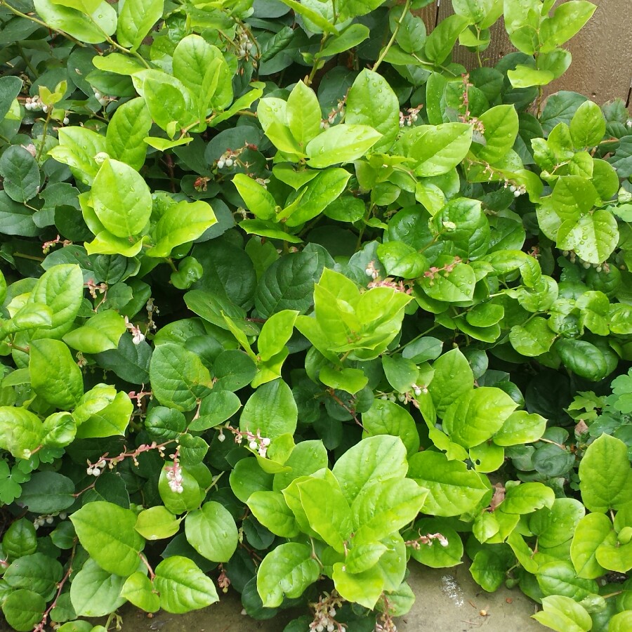 plant image 105745
