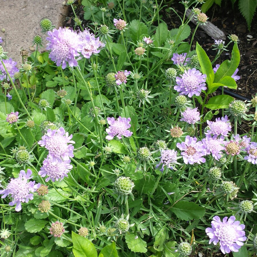 Plant image Scabiosa japonica var. alpina 'Blue Diamonds'