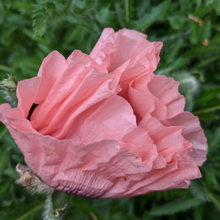 plant image 1285332