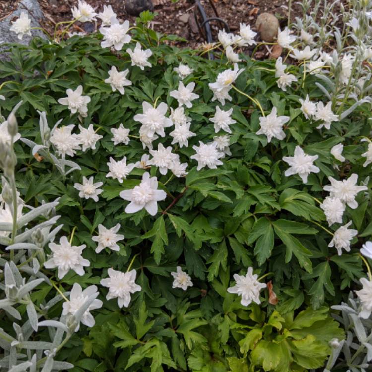 plant image 1285342
