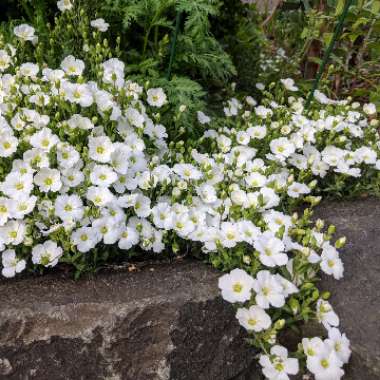 Sandwort 'Avalanche'