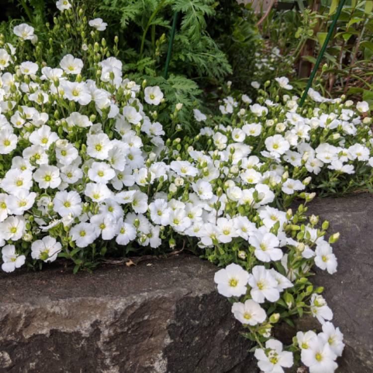 plant image 1285344