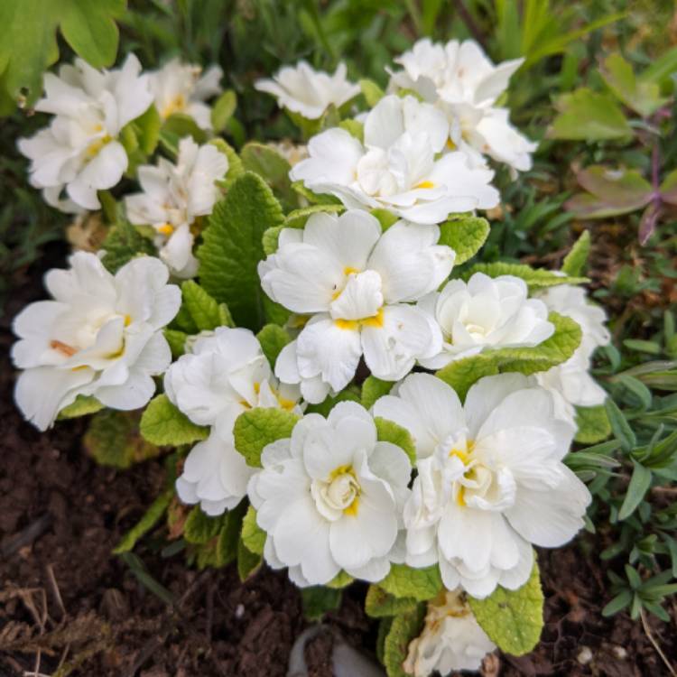 plant image 1285347