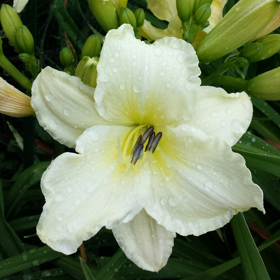 plant image 139914