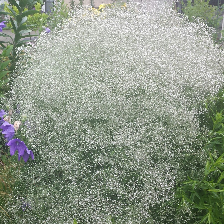 Plant image Gypsophila elegans